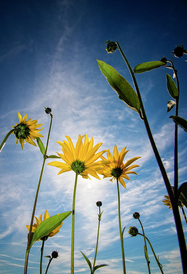 Sunflowers From Below Photograph by Thomas Winz