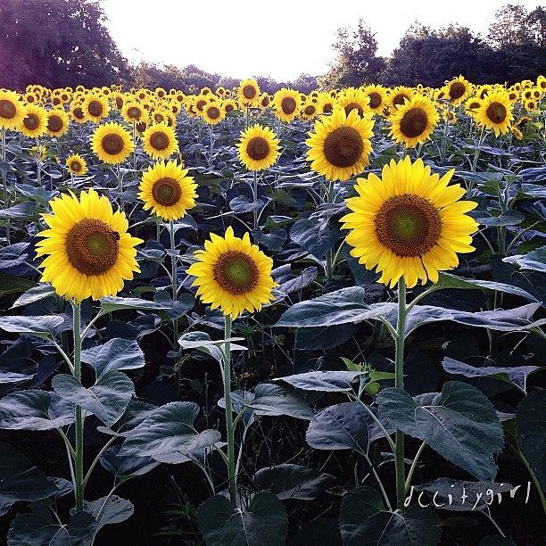 Sunflowers! From Our Photo Walk Tonight Photograph by Dccitygirl WDC