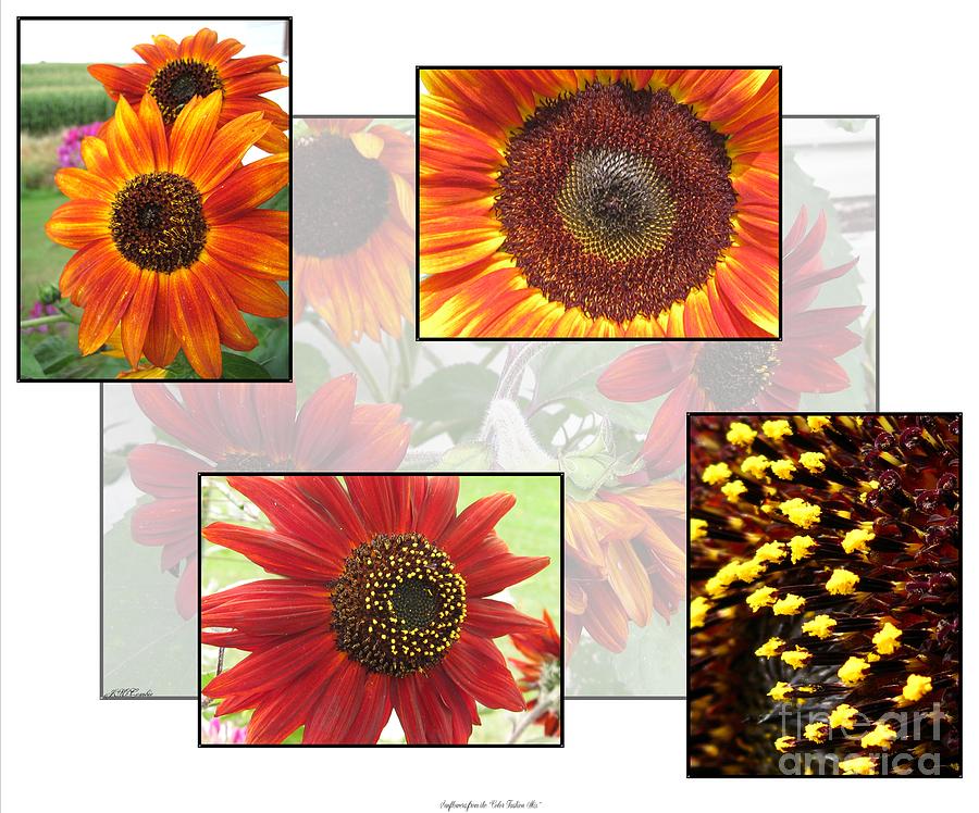 Sunflower Photograph - Sunflowers from the Color Fashion Mix by J McCombie