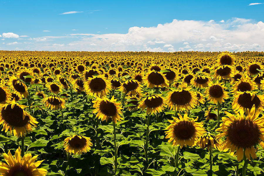 Sunflowers Photograph by Glenn Fillmore