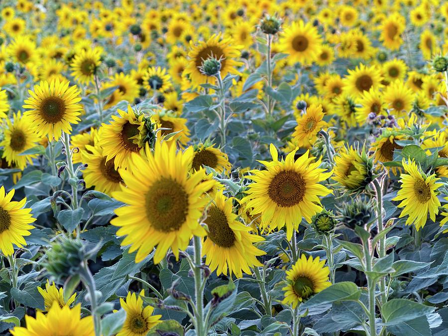 Sunflowers (helianthus Annuus) Photograph by Science Photo Library Sunflowers (helianthus Annuus) Photograph by Science Photo Library