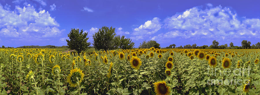 Coming And Going Photograph - Sunflowers Helianthus especially H. annuus by David Zanzinger