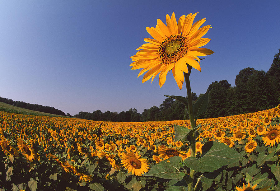 Sunflowers Helianthus Sp. Usa Photograph by Jeffrey Lepore