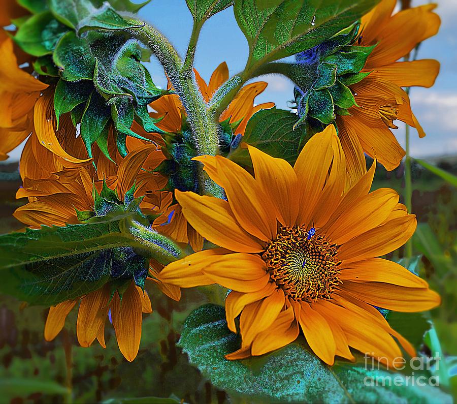 Sunflowers In A Bunch Photograph by John  Kolenberg