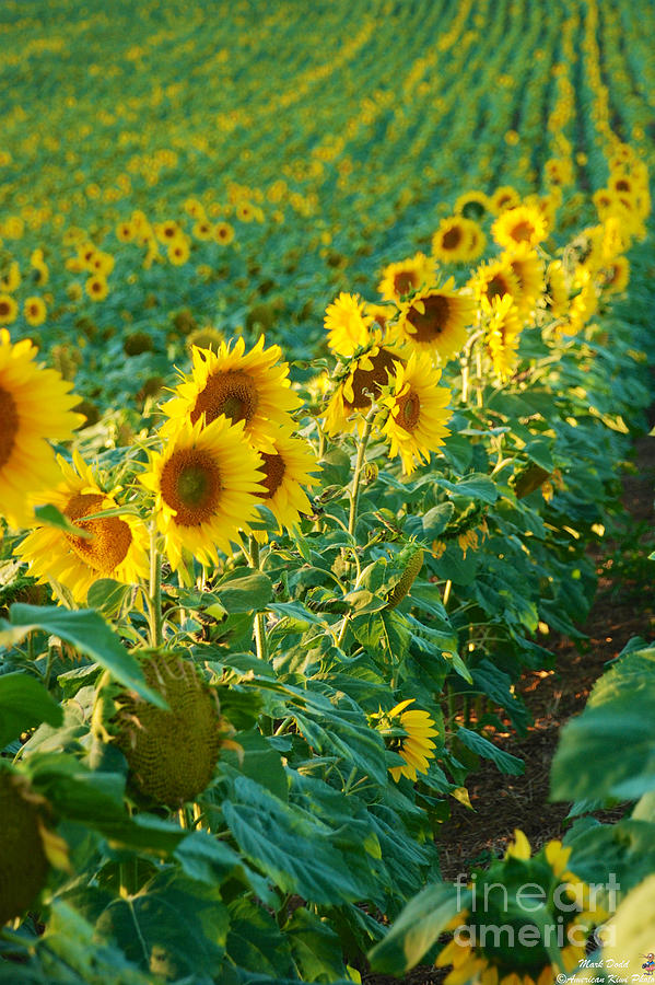 Sunflowers in a Row Photograph by Mark Dodd