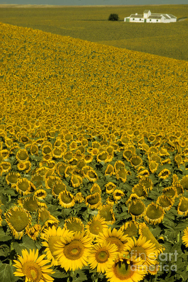 Sunflower Photograph - Sunflowers In Andalusia by Ron Sanford