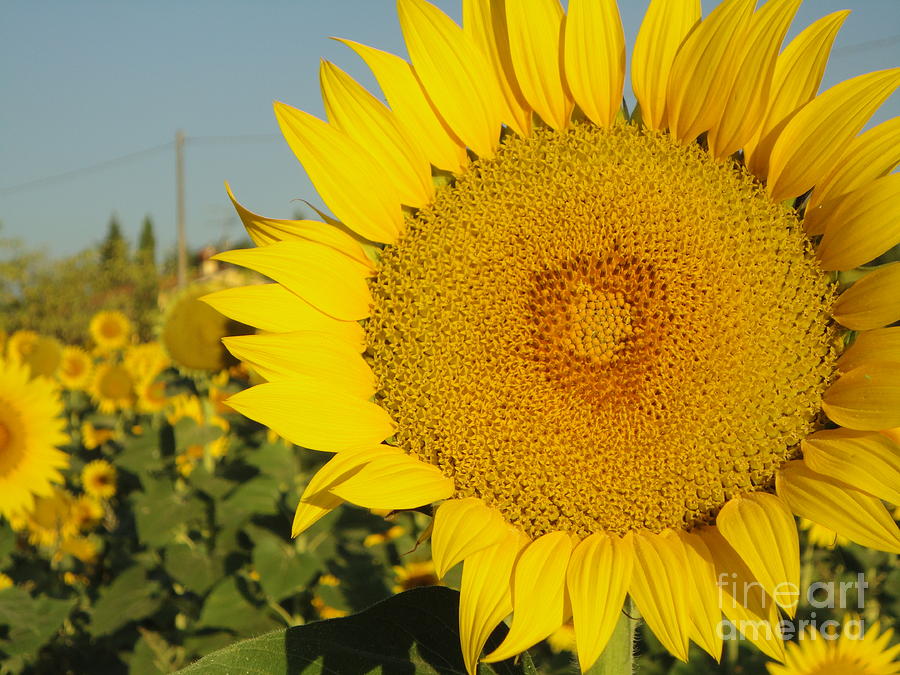 Tuscany Photograph - Sunflowers In Arezzo by Alessandra Di Noto Tuscany Photograph - Sunflowers In Arezzo by Alessandra Di Noto