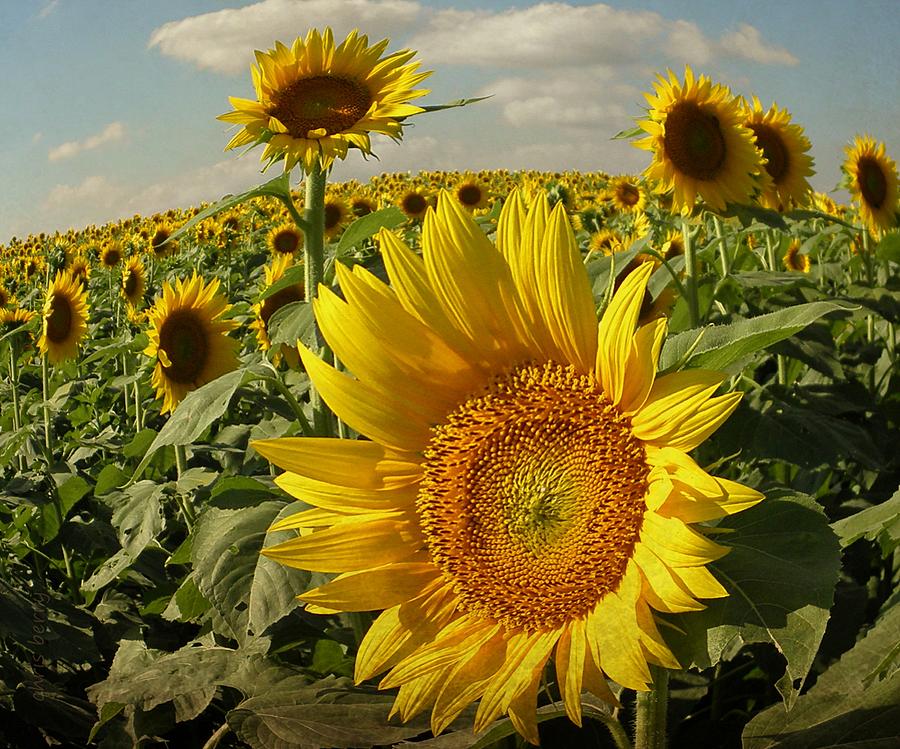 Farm Photograph - Kansas Sunflowers by Chris Berry
