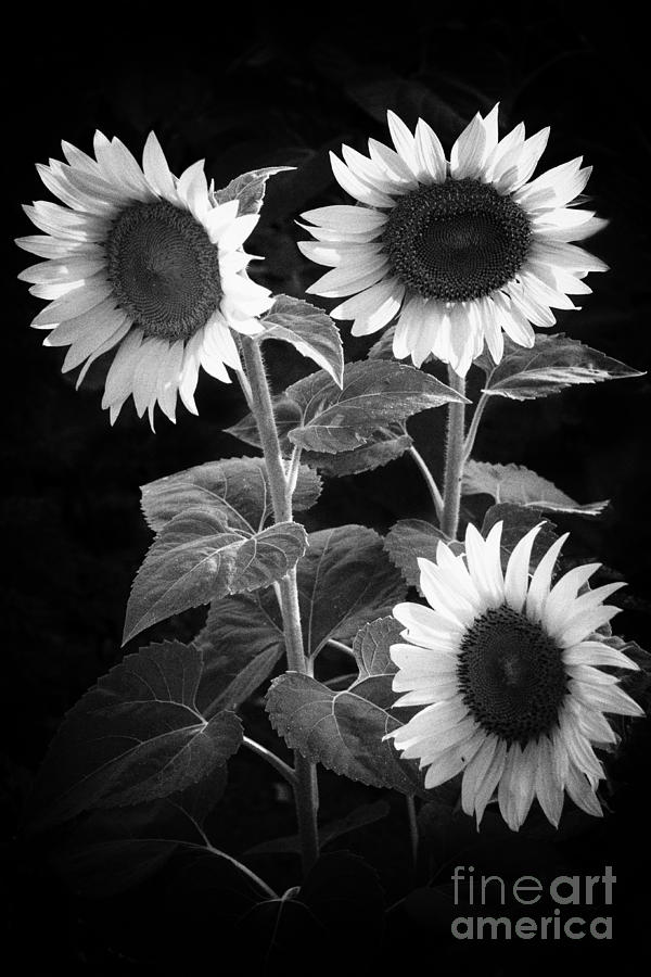 Sunflowers in B and W Photograph by Izet Kapetanovic
