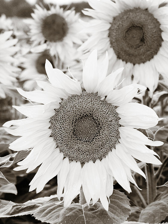 Sunflower Photograph - Sunflowers in Back and White by Marilyn Hunt