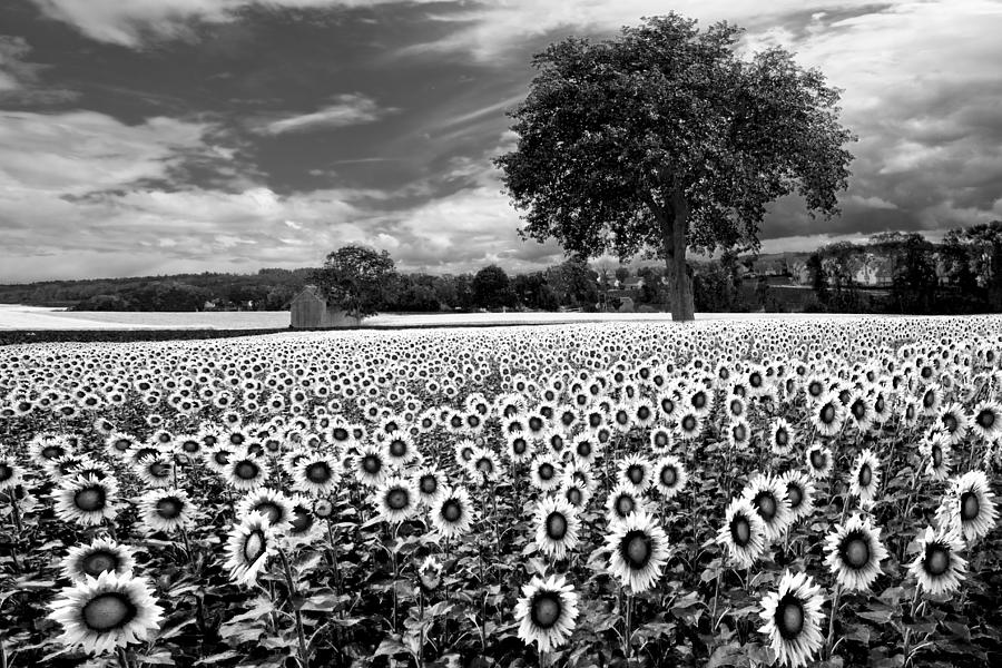 Sunflowers in Black and White Photograph by Debra and Dave Vanderlaan