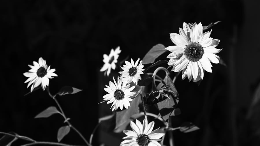 Sunflowers in black and white Photograph by Vishwanath Bhat