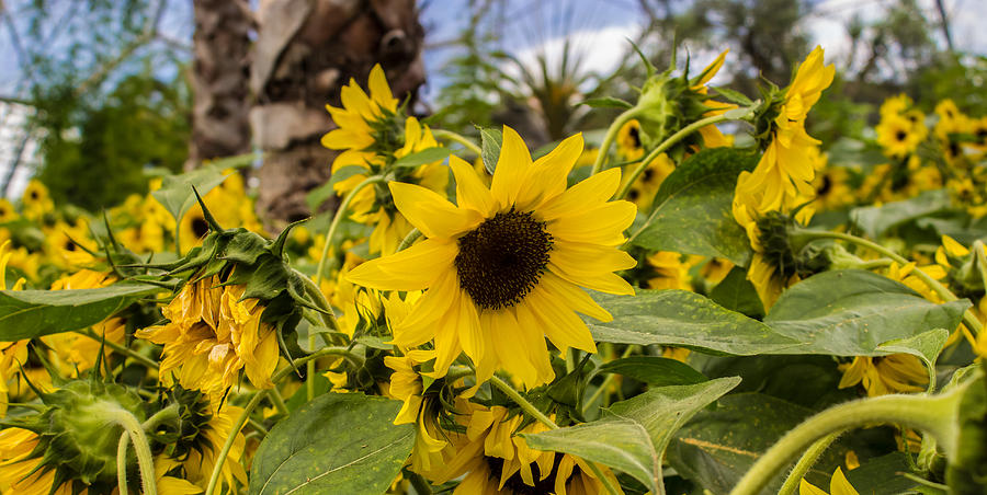 Sunflowers In Bloom Photograph
