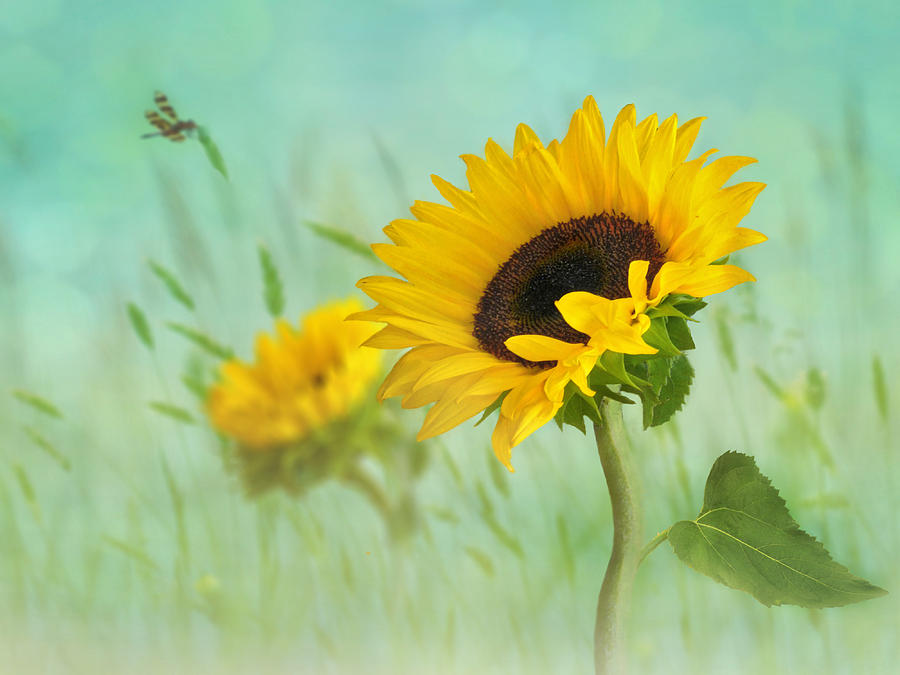 Sunflowers in Bloom Digital Art by Nina Bradica