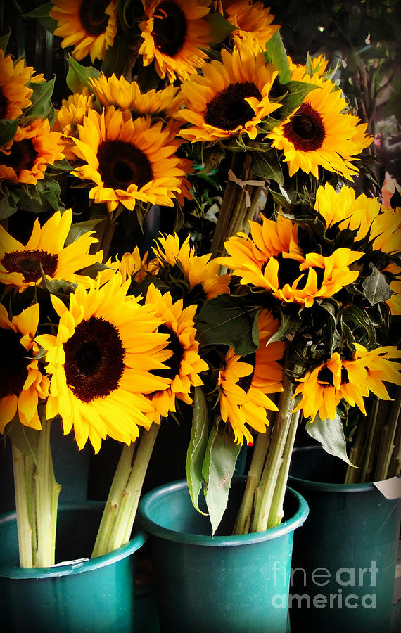 Sunflowers in Blue Bowls Photograph by Miriam Danar