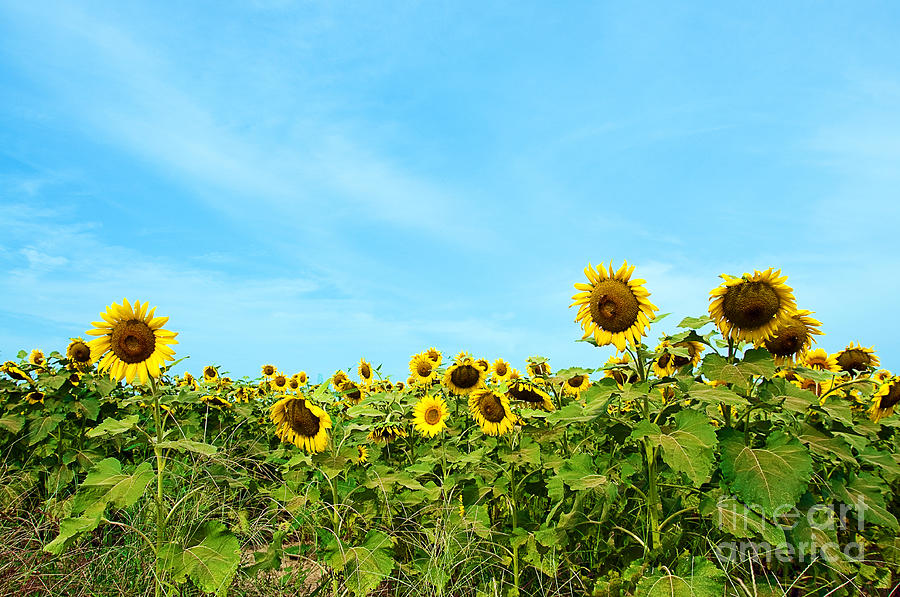 Sunflowers in Field Photograph by Danny Hooks - Fine Art America