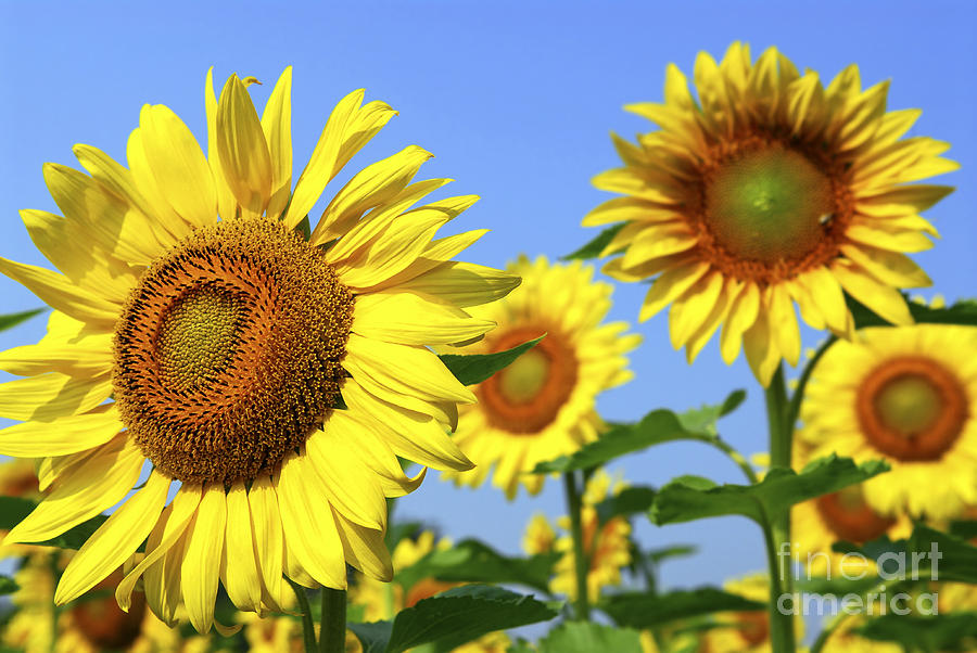 Sunflower Photograph - Sunflowers in field by Elena Elisseeva