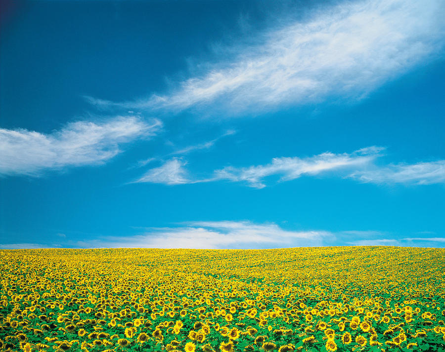 Nature Photograph - Sunflowers In Field by Panoramic Images
