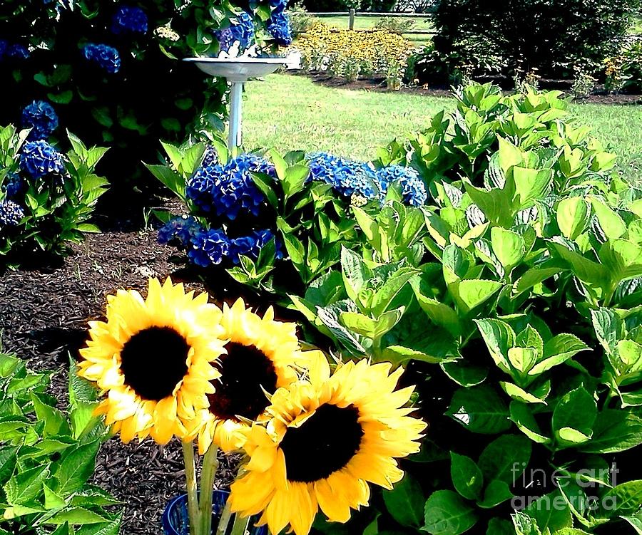 Sunflowers in Garden Photograph by Rita Brown