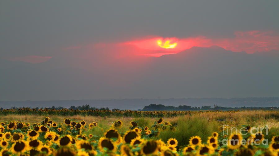 Sunflowers in Mordor Photograph by Jim Garrison