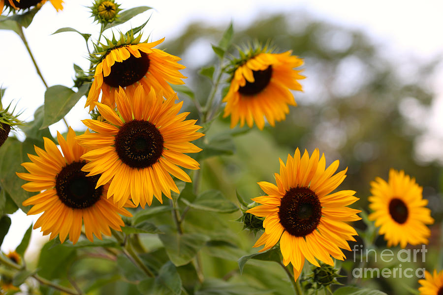 Serene Sunflowers Photograph by Carol Groenen