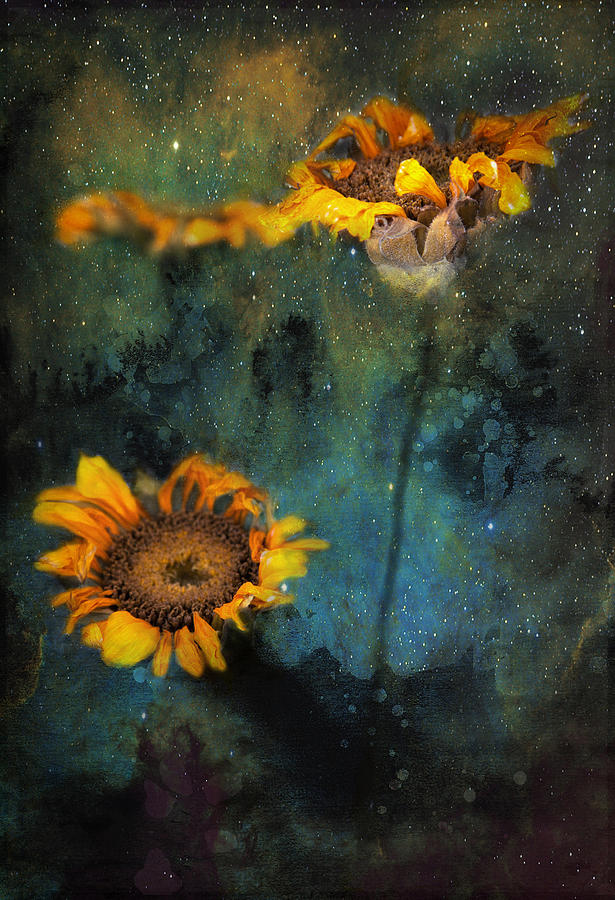 Sunflowers in night sky Photograph by James Bethanis