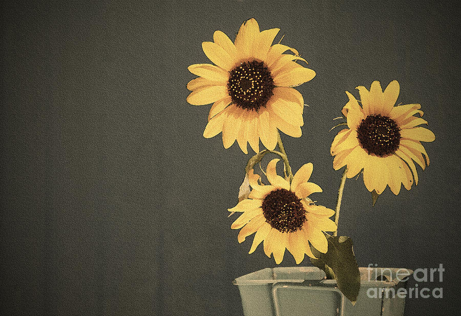 Sunflowers in Sepia Photograph by Sari ONeal