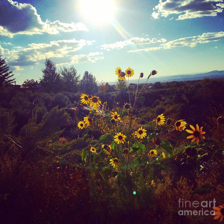 Desert Photograph - Sunflowers in Sun light by LeLa Becker