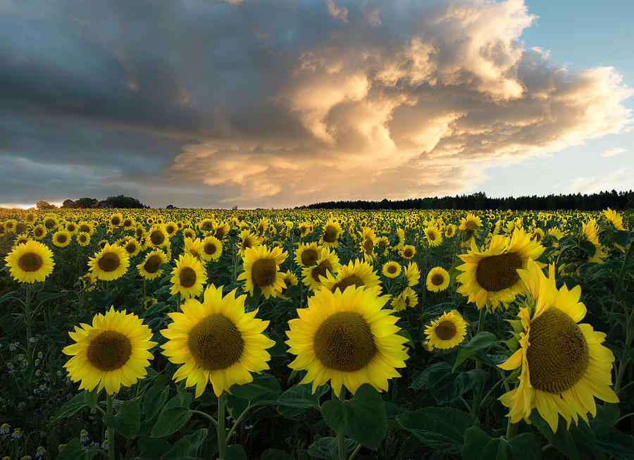 Sunflowers In Sweden. Photograph by Christian Lindsten