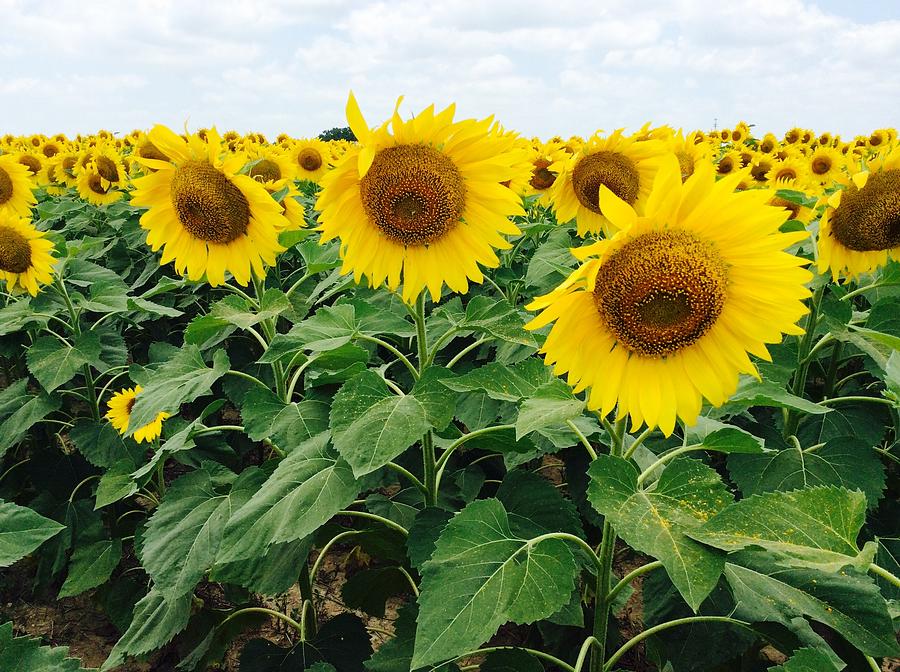 sunflowers in Texas Photograph by Robert Margetts