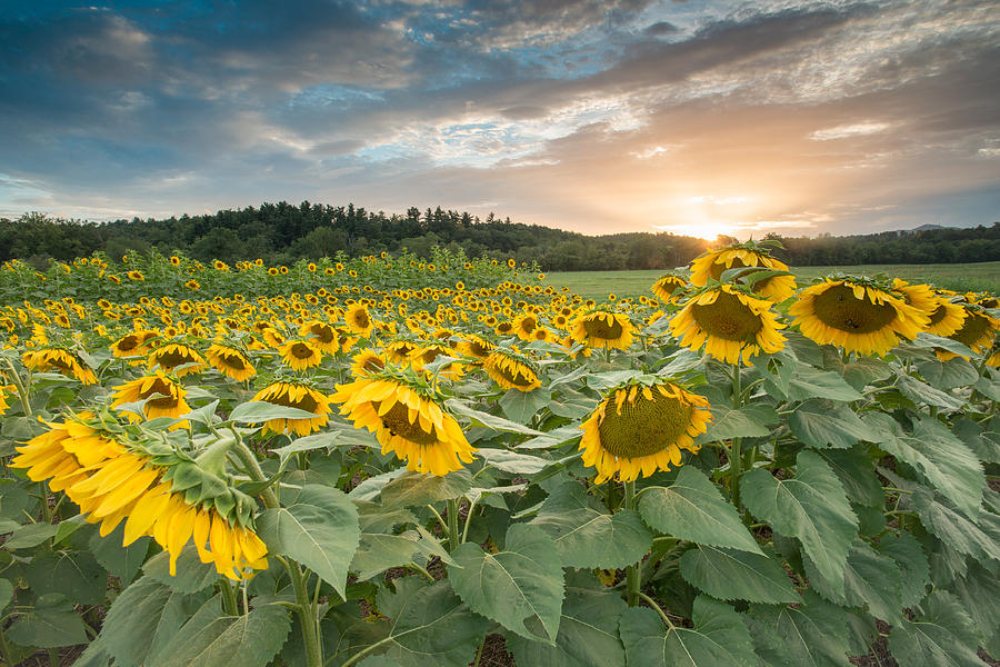 Sunflowers in the Field Photograph by Joye Ardyn Durham
