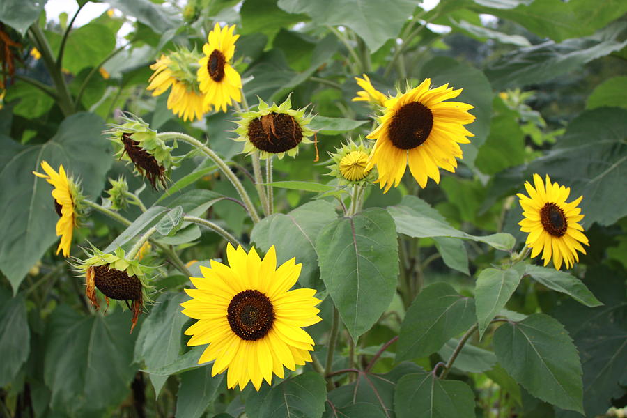Sunflowers in the Garden Photograph by Lucinda VanVleck