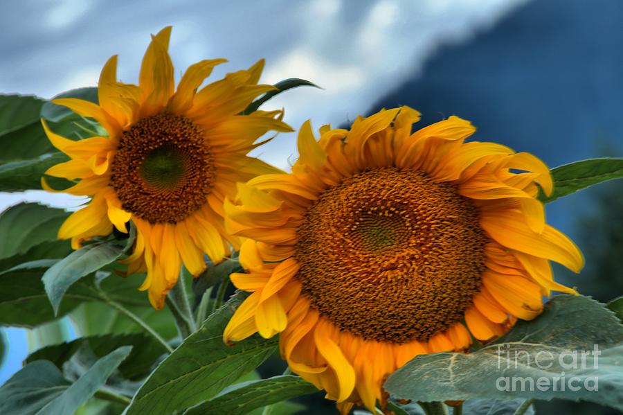 Sunflowers In The Wind Photograph by Adam Jewell