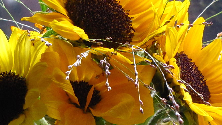 Sunflowers Photograph by Jennifer Wheatley Wolf