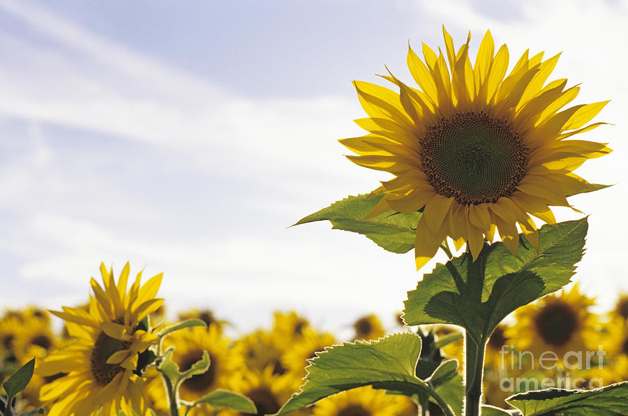 Sunflowers Photograph by Jim Corwin