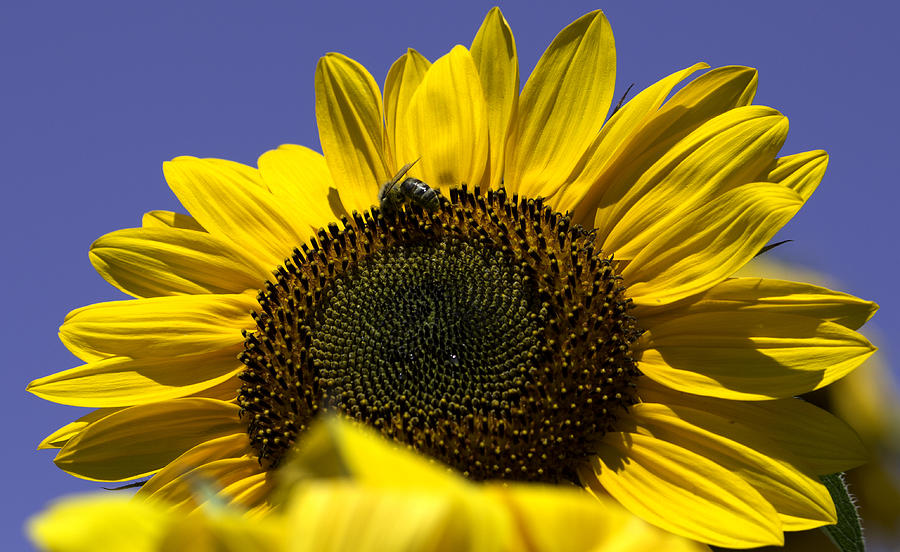 Sunflowers Photograph by John Holloway - Fine Art America