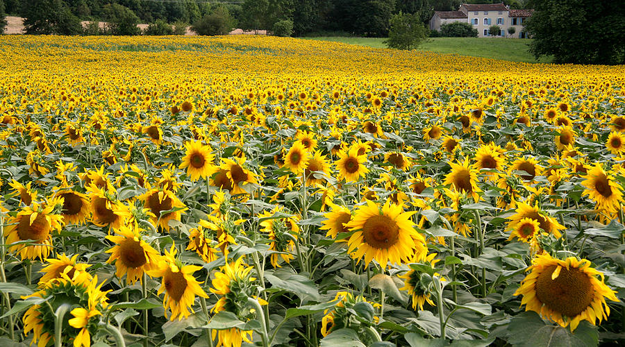 Sunflowers Photograph by John Topman