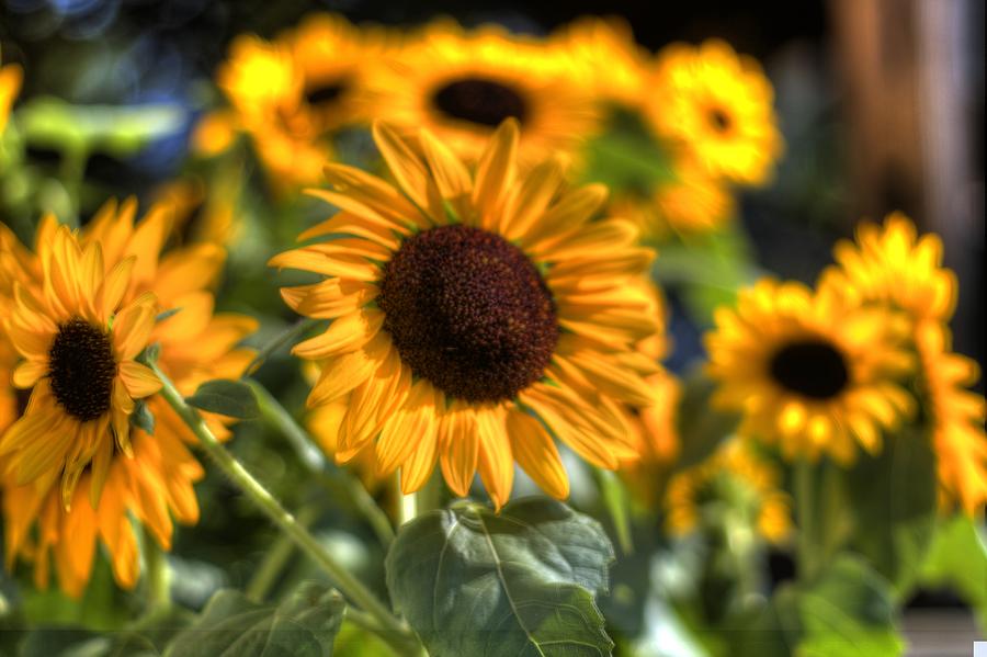 Sunflowers Photograph by Jonny D