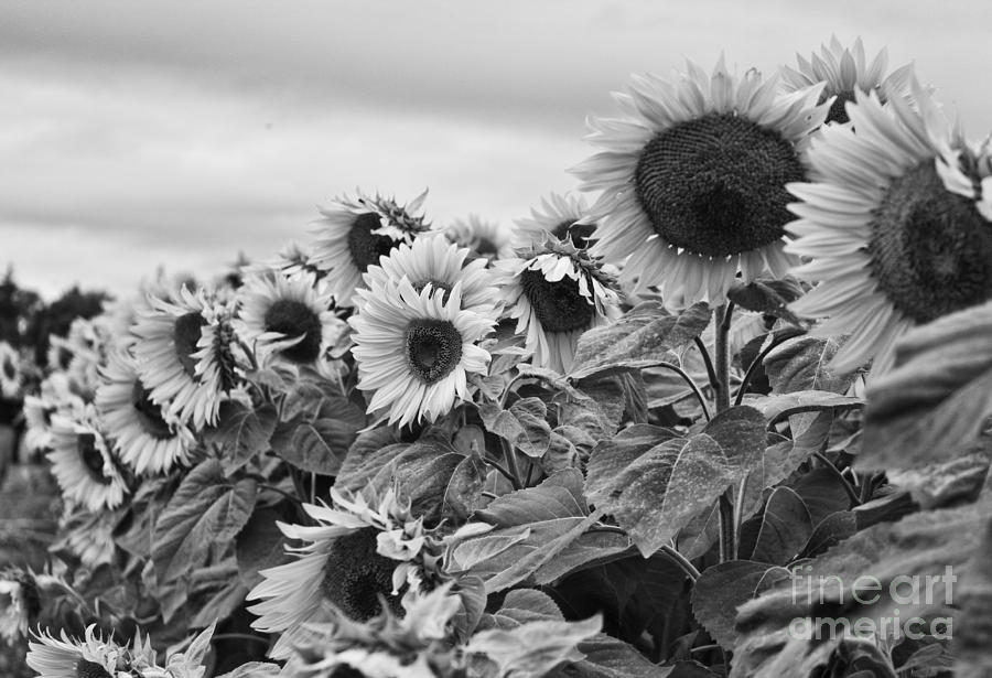 Flower Photograph - Sunflowers by K Hines