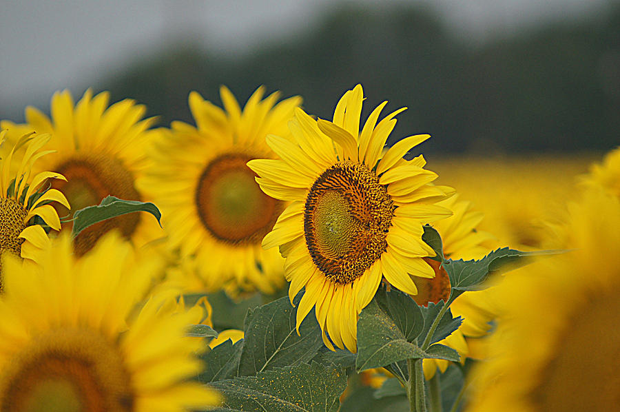 Sunflowers Photograph by Kathy Churchman