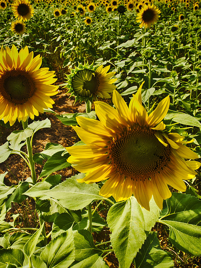 Sunflowers Photograph by Kevin Senter
