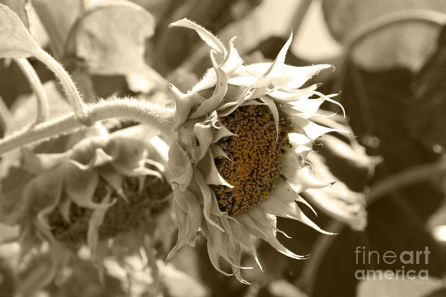Sunflower Photograph - Sunflowers by Lali Kacharava