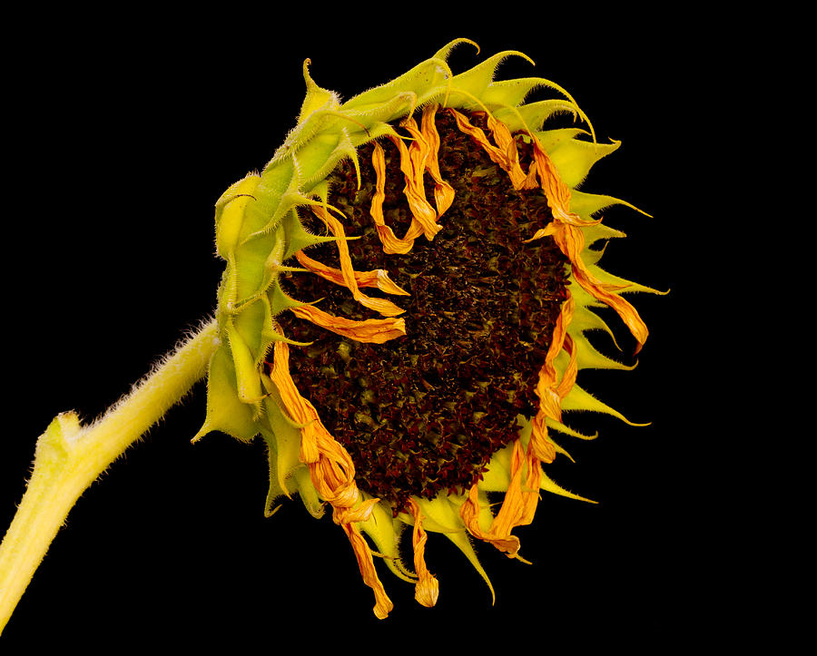 Sunflowers Last Days Photograph by Robert Woodward