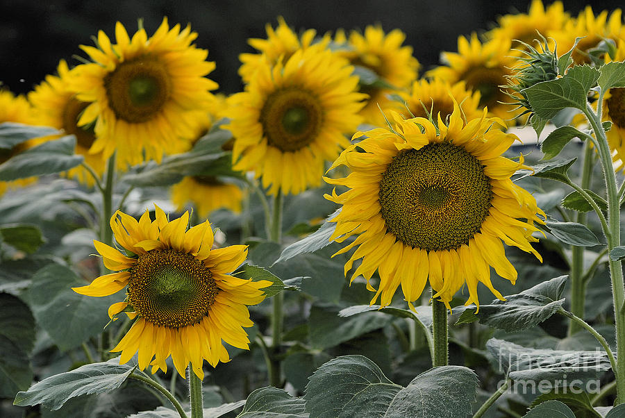 Sunflowers Photograph by Leo Symon