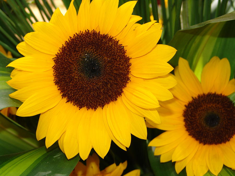 Sunflower Photograph - Sunflowers by Lina Isaza