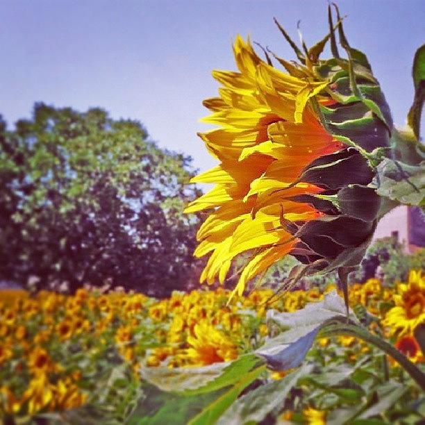 Sunflower Photograph - Sunflowers by Luca Luchetti