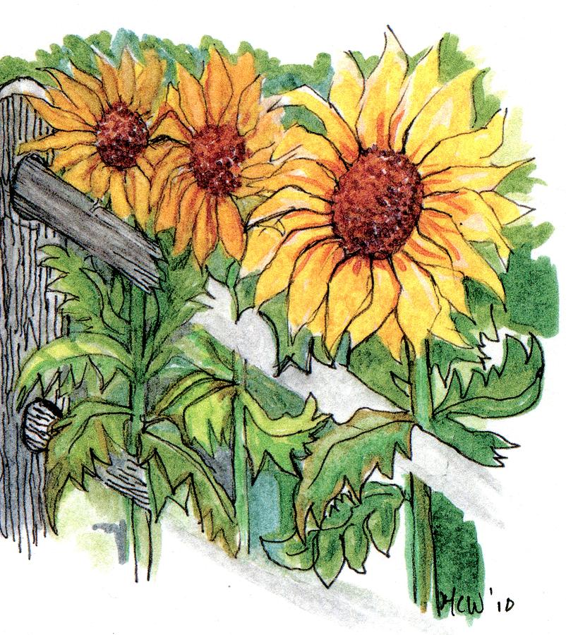 Sunflowers Drawing by Margaret Wingstedt