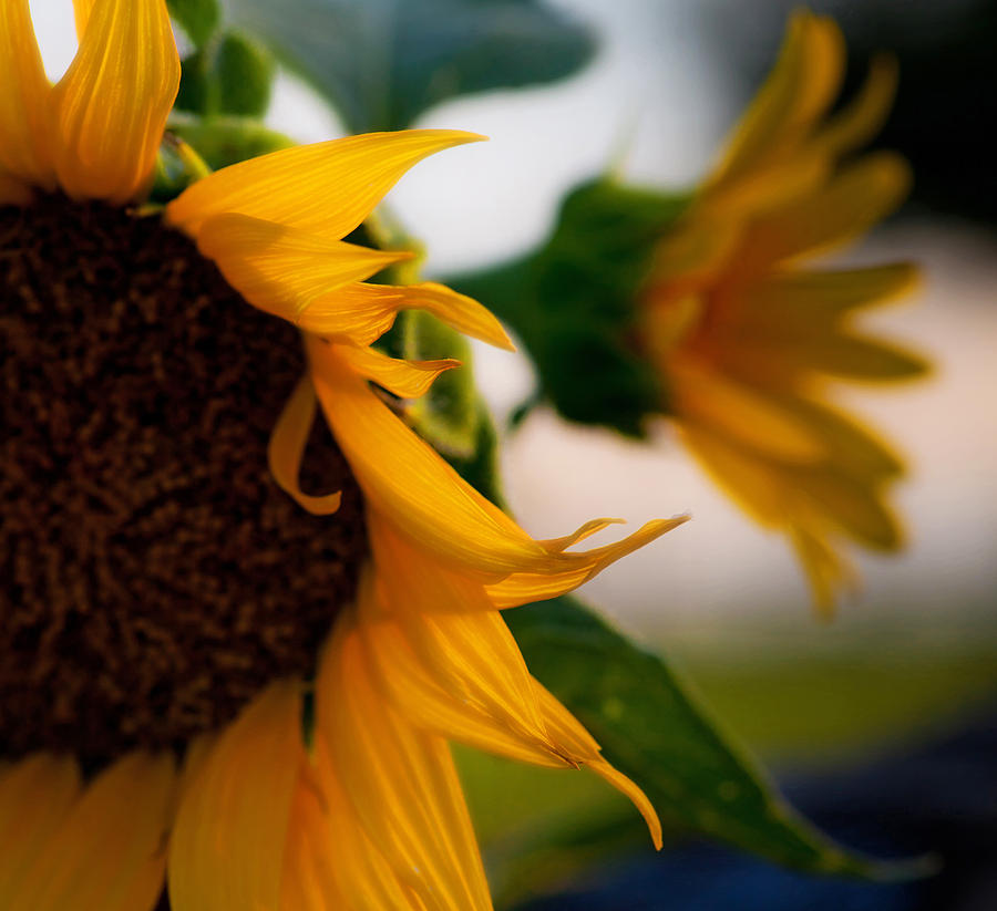 Sunflowers Photograph by Mark Alder