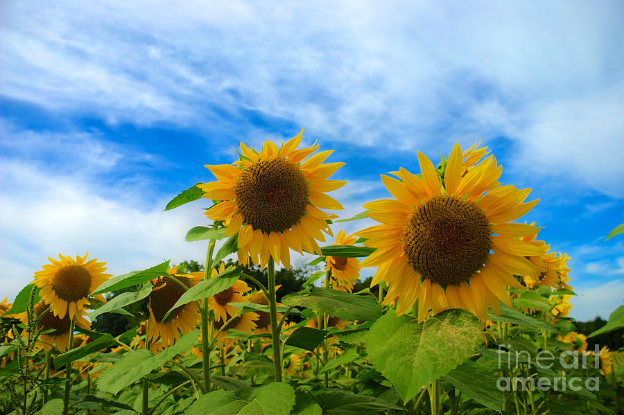 Sunflowers Photograph by Mark Dodd