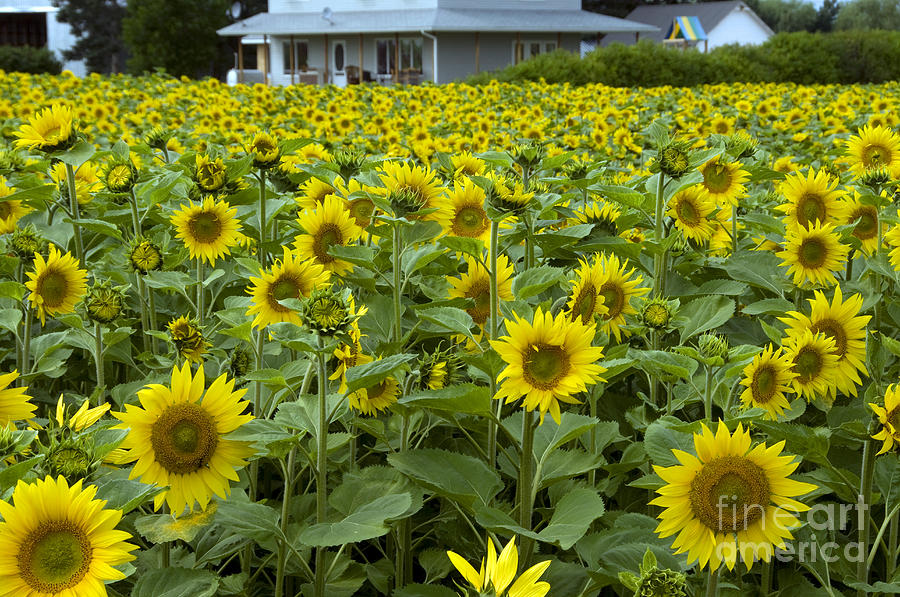 Sunflowers Photograph by Mark Newman